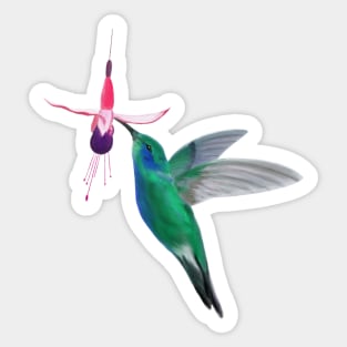 Colibrì Sticker